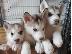 PoulaTo: διαθέσιμη husky